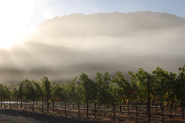 Porter Family Vineyards in the morning fog